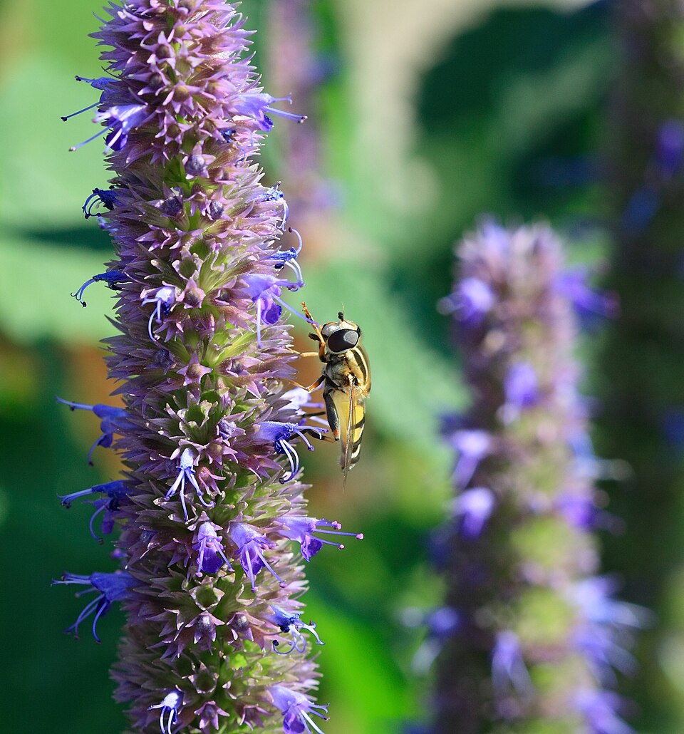 Agastache Linda
