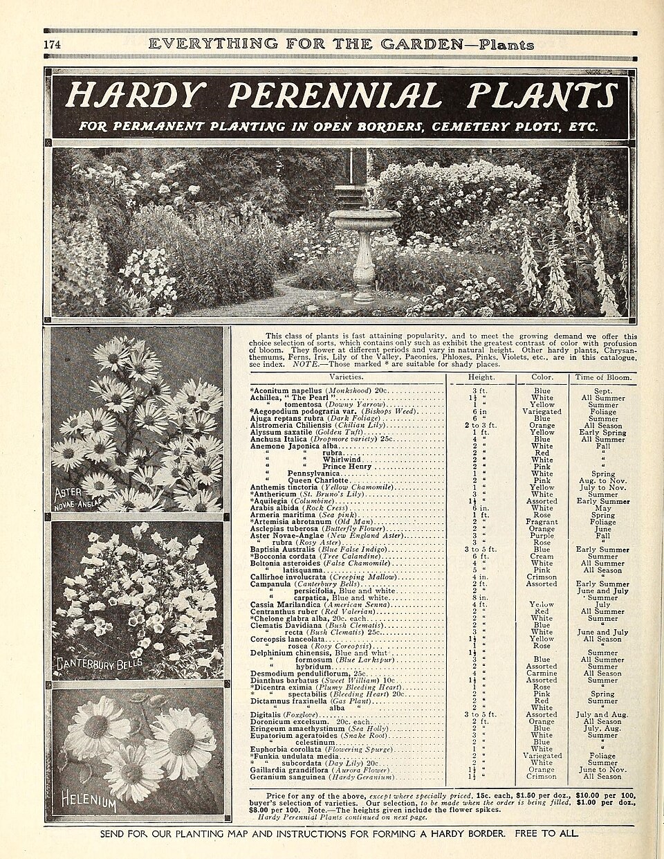 Pelyněk Coca Cola — foto