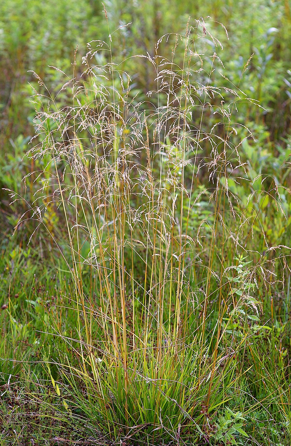 Metlice trsnatá Palava