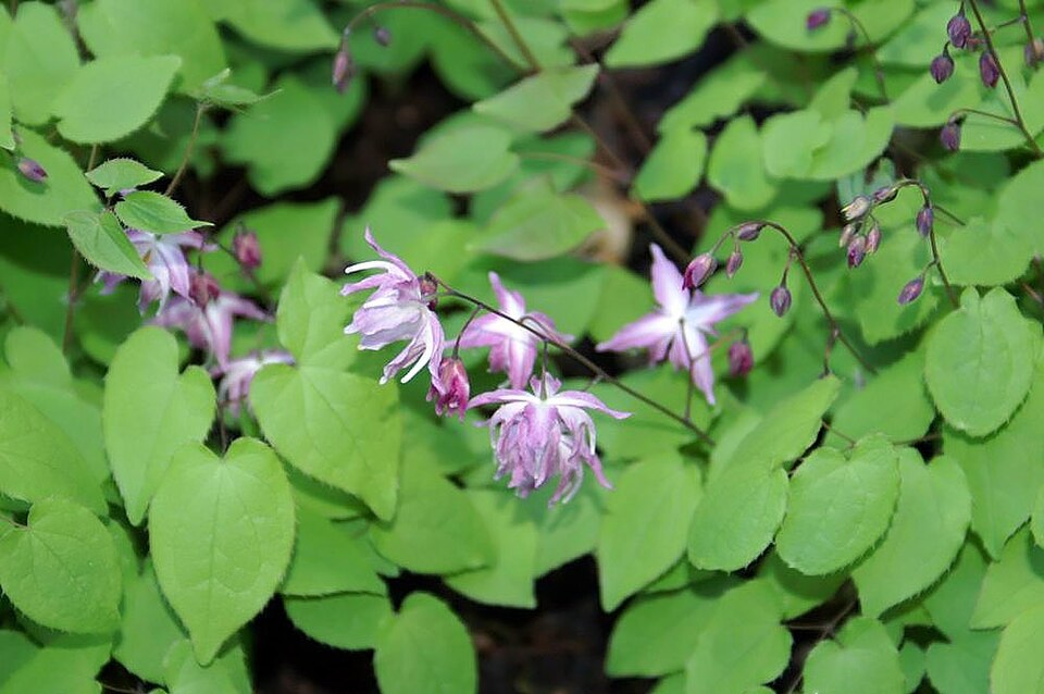 Škornice Yenomoto — foto