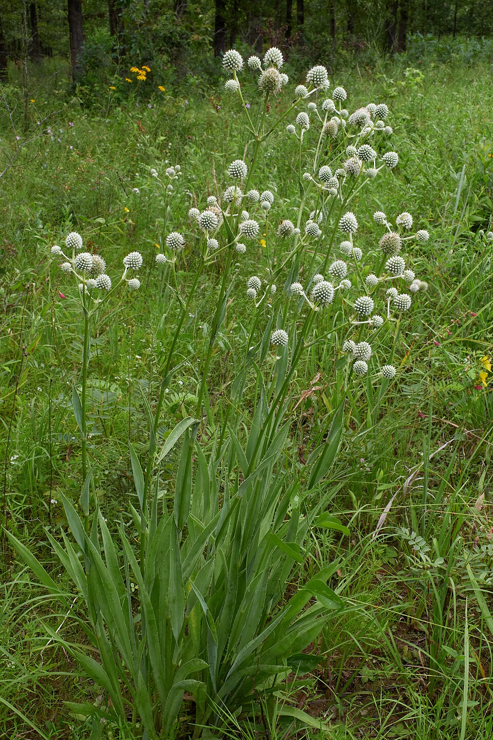 Máčka yuccifolium — foto