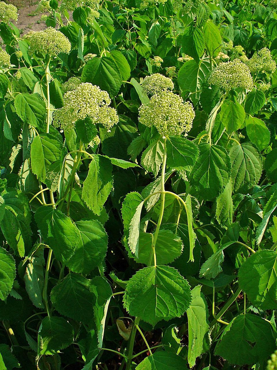 Hortenzie stromečkovitá Annabelle — foto
