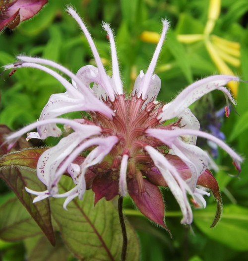 Monarda bradburiana — foto