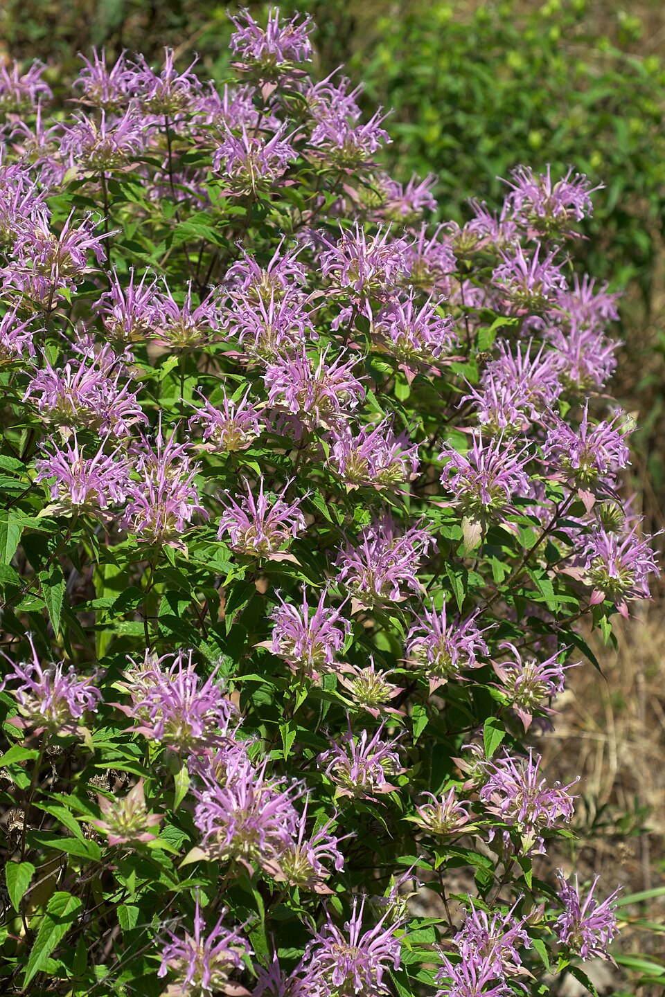 Monarda fistulosa — foto