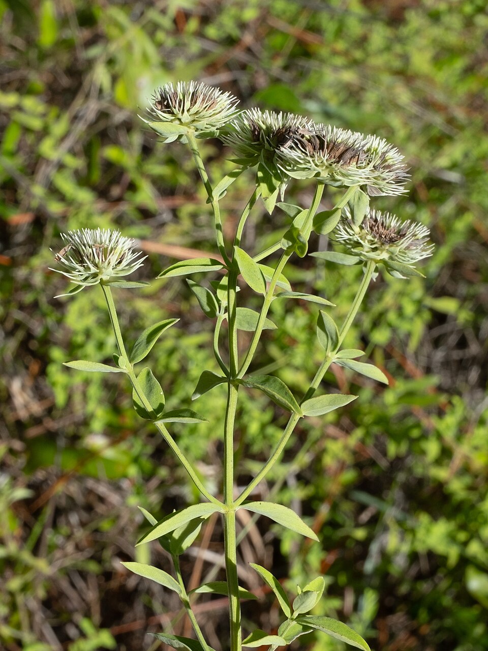 Americká horská máta Flexuosum