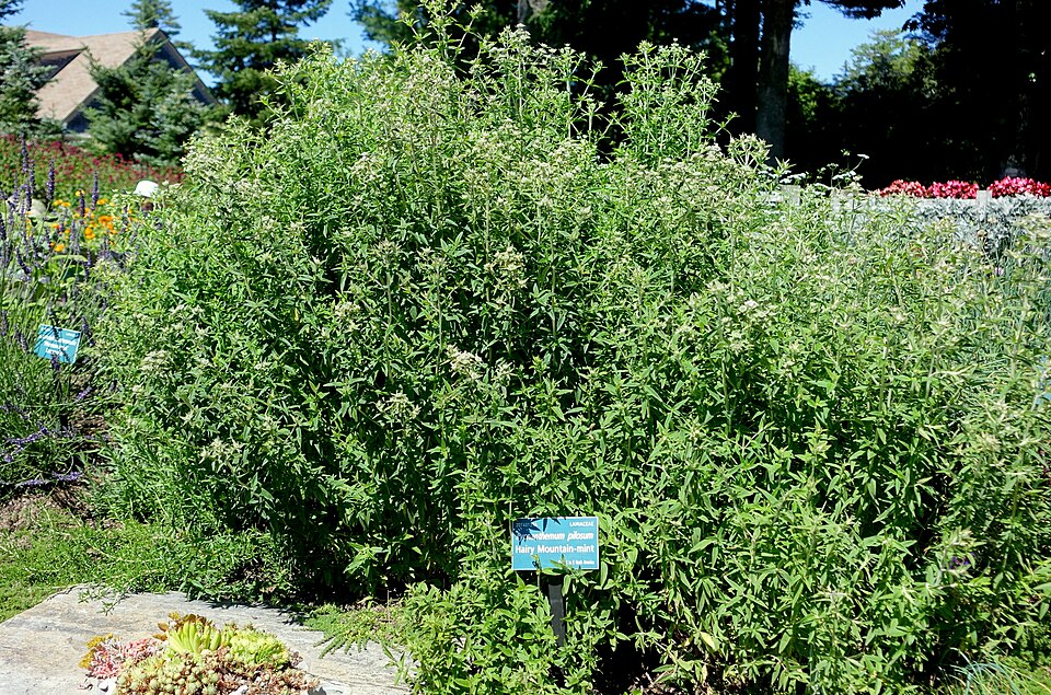 Americká horská máta Pilosum