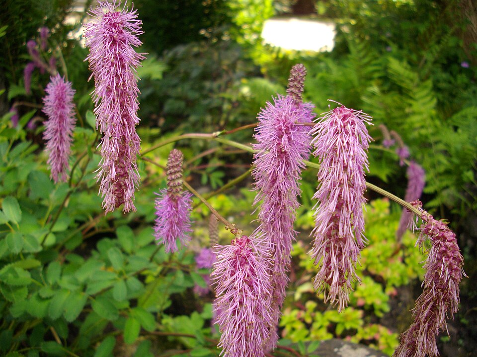 Krvavec obtusa — foto