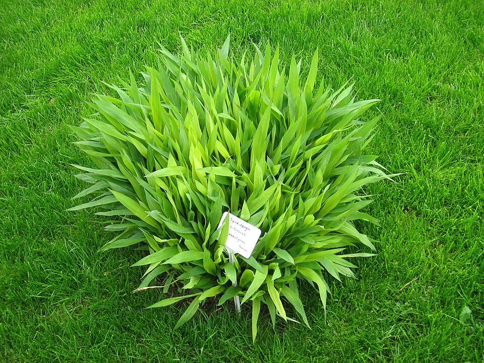 Šedovous sibiřský West Lake — foto