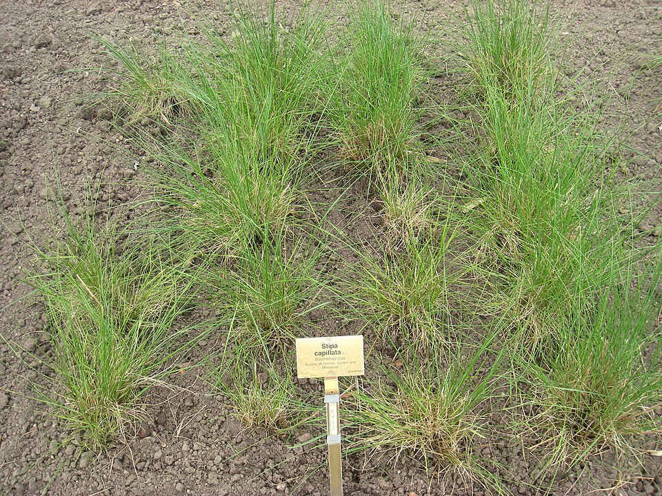 Kavyl vláskovitý — foto