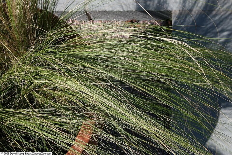 Kavyl péřovitý Pony Tails