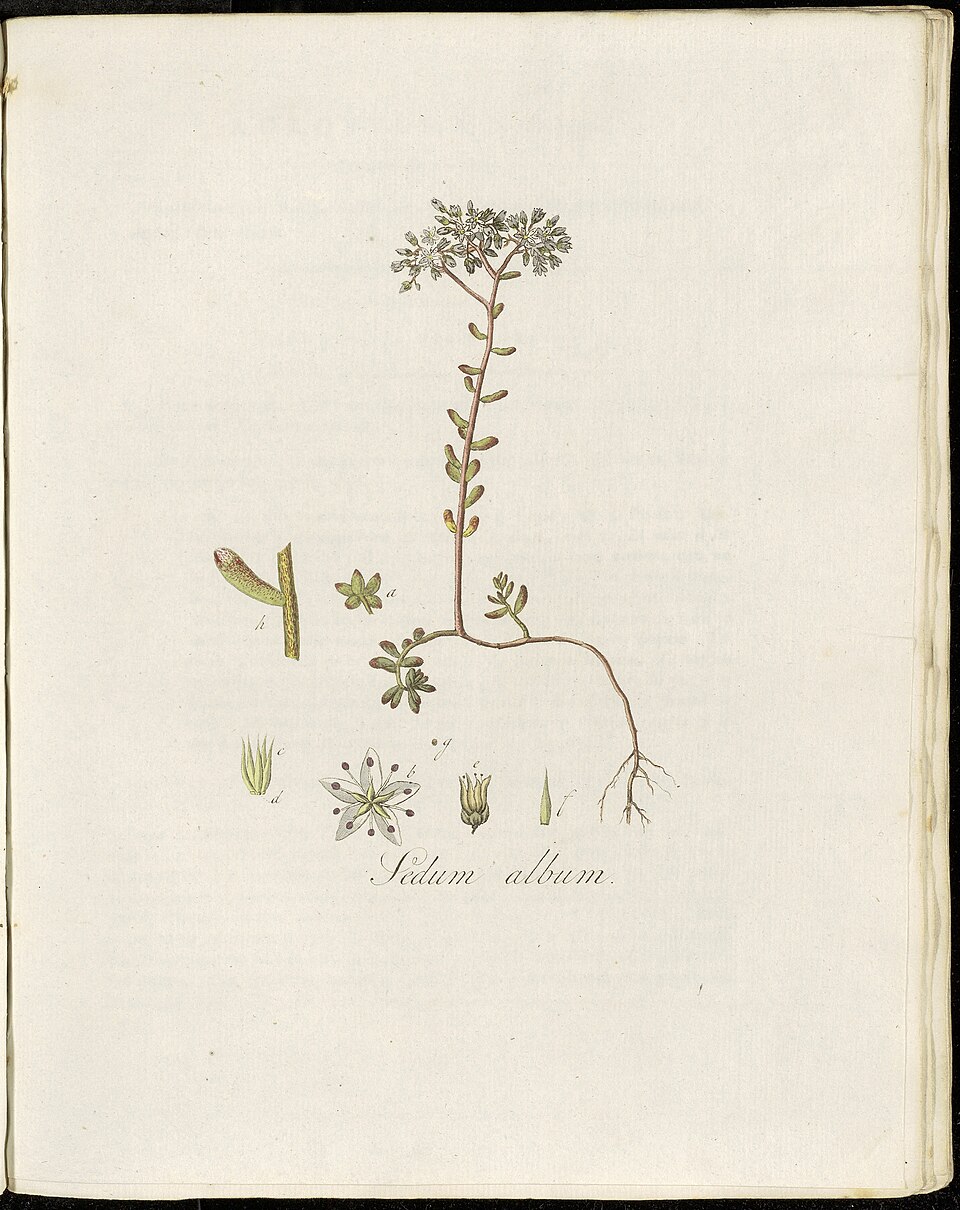 Divizna Rosie — foto